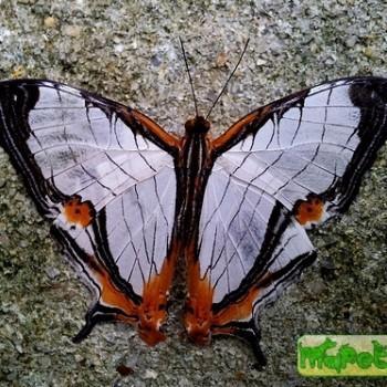 Cyrestis nivea