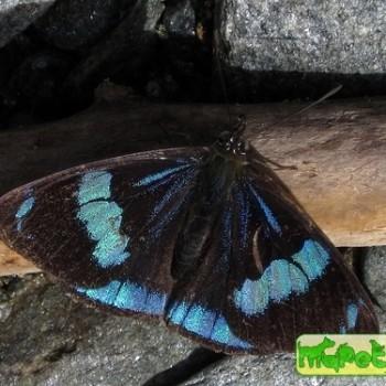 Perisama antioquia