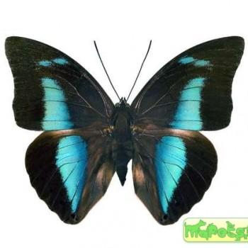 Archaeoprepona amphimachus