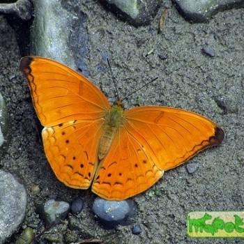 Cirrochroa aoris