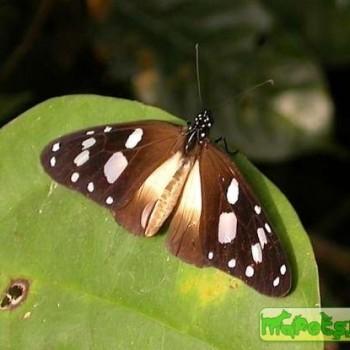 Amauris damocles