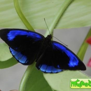 Eunica alcmena
