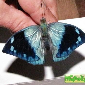 Memphis lineata
