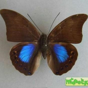 Noreppa chromus