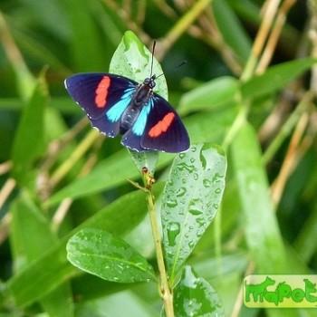 Callicore hydaspes