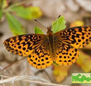 boloria bellona