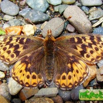 Boloria freija