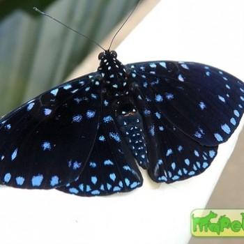Hamadryas laodamia