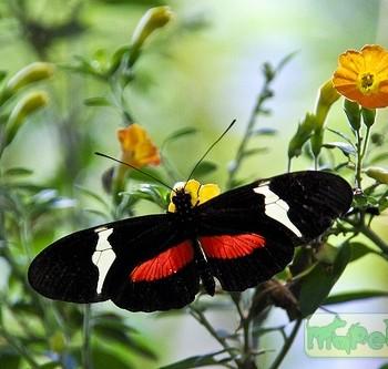 Heliconius clysonymus