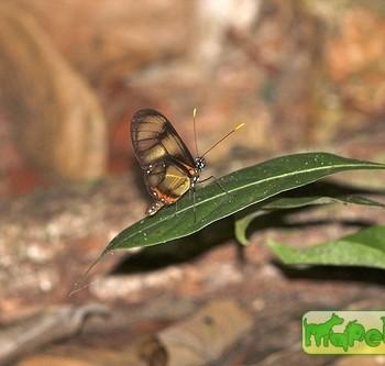 Callithomia lenea