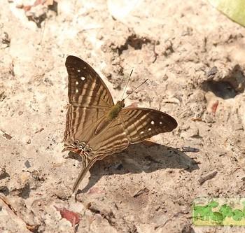 Marpesia egina