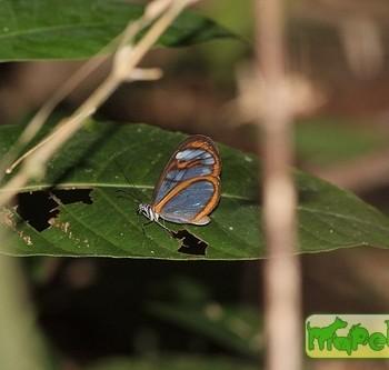 Oleria aegle