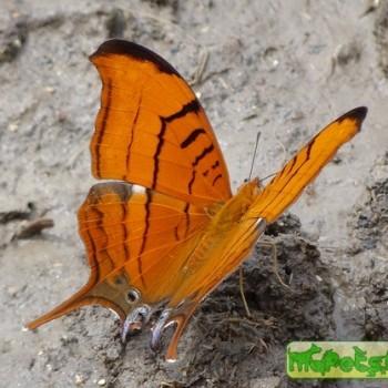 Marpesia eleuchea