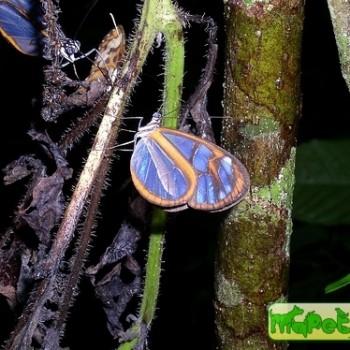 Oleria assimilis