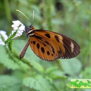 Athyrtis mechanitis