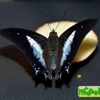Polyura schreiber