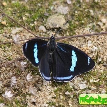 Diaethria eluina