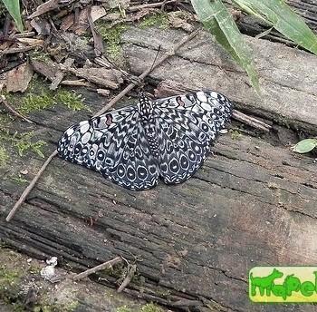 Hamadryas amphichloe