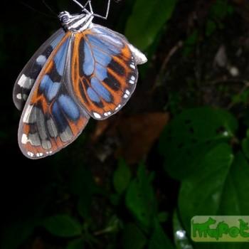 Oleria deronda