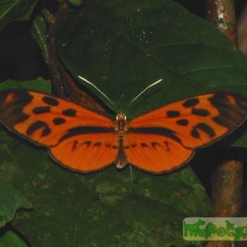 Melinaea menophilus