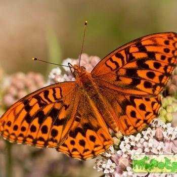 Speyeria hydaspe