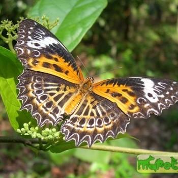 Cethosia nietneri
