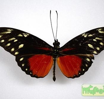 Heliconius hecalesia