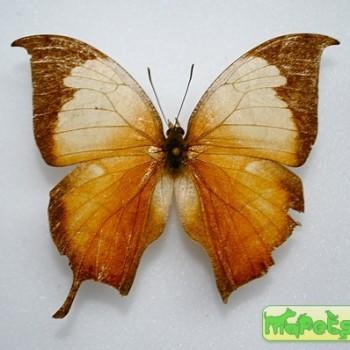 Consul electra