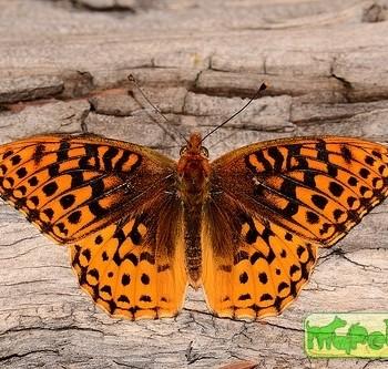 Speyeria Hesperis