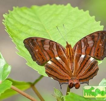 Cyrestis thyonneus