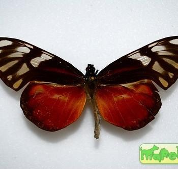 Olyras crathis