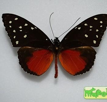 Tithorea tarricina