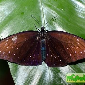 Euploea camaralzeman
