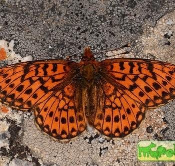 Boloria chariclea