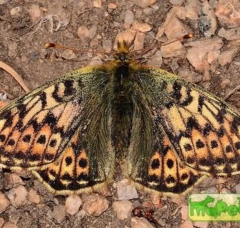 Boloria alaskensis