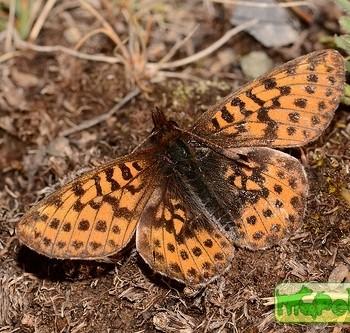 Boloria frigga