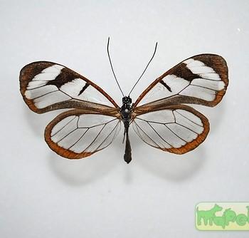 Oleria rubescens