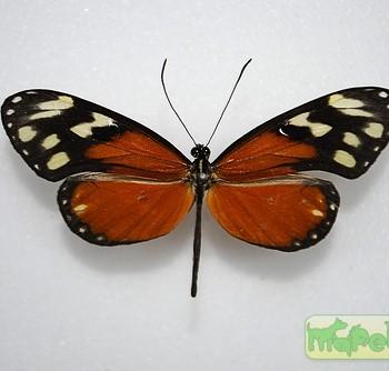Napeogenes tolosa
