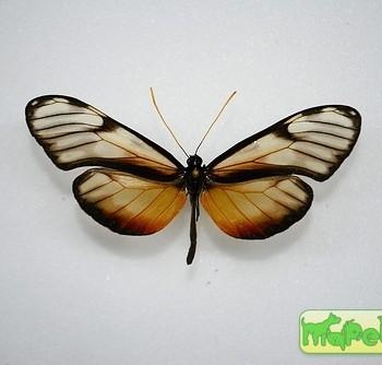 Napeogenes cranto