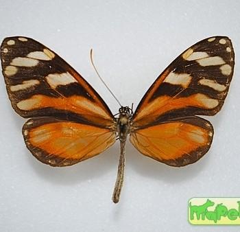 Ithomia heraldica
