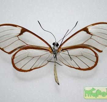 Pteronymia simplex