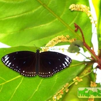 Euploea alcathoe
