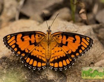 Byblia ilithyia