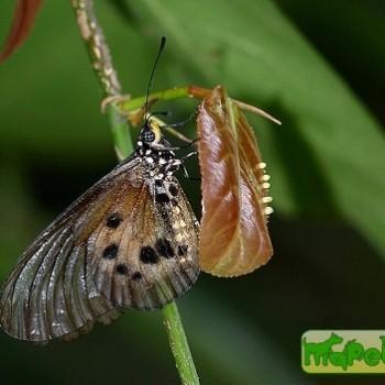 Acraea cuva