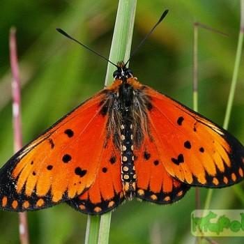 Acraea parei