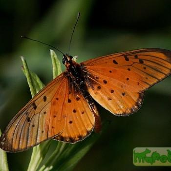 Acraea oncaea