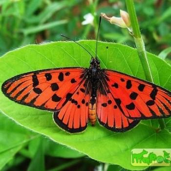 Acraea atolmis
