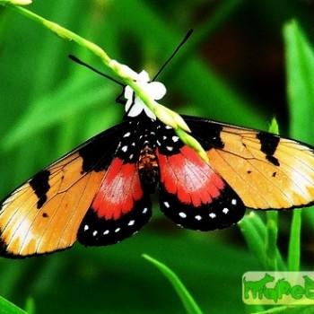 Acraea anemosa