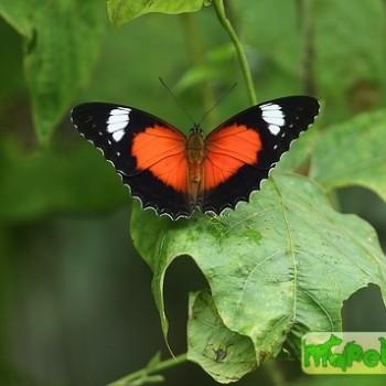 Cethosia cydippe