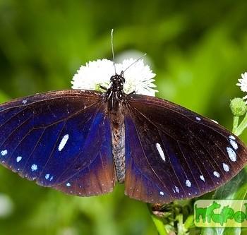 Euploea eunice